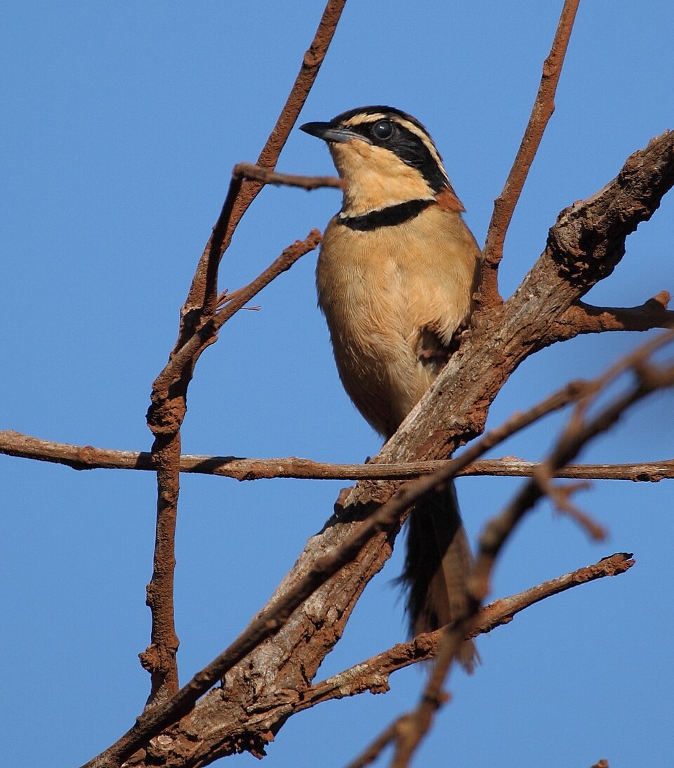 Double-collared Crescentchest
