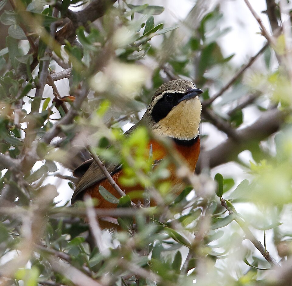 Olive-crowned Crescentchest