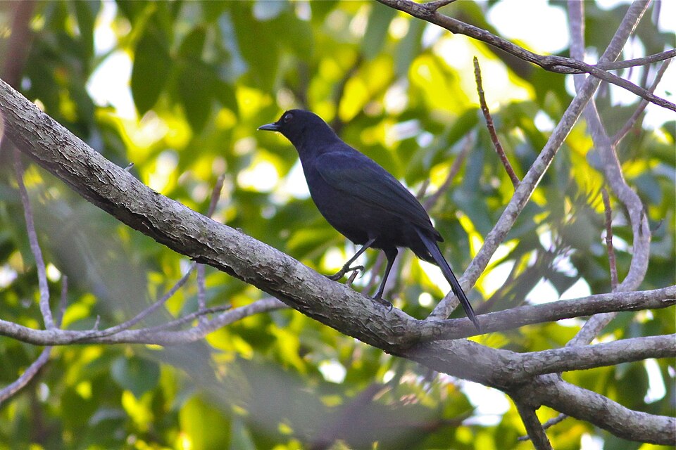 Black Catbird