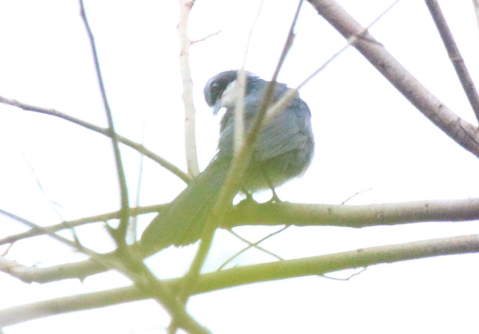 Blue-and-white Mockingbird