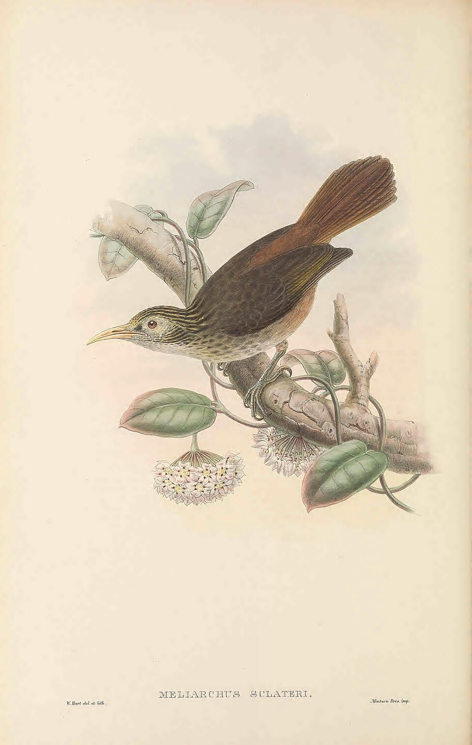Makira Honeyeater