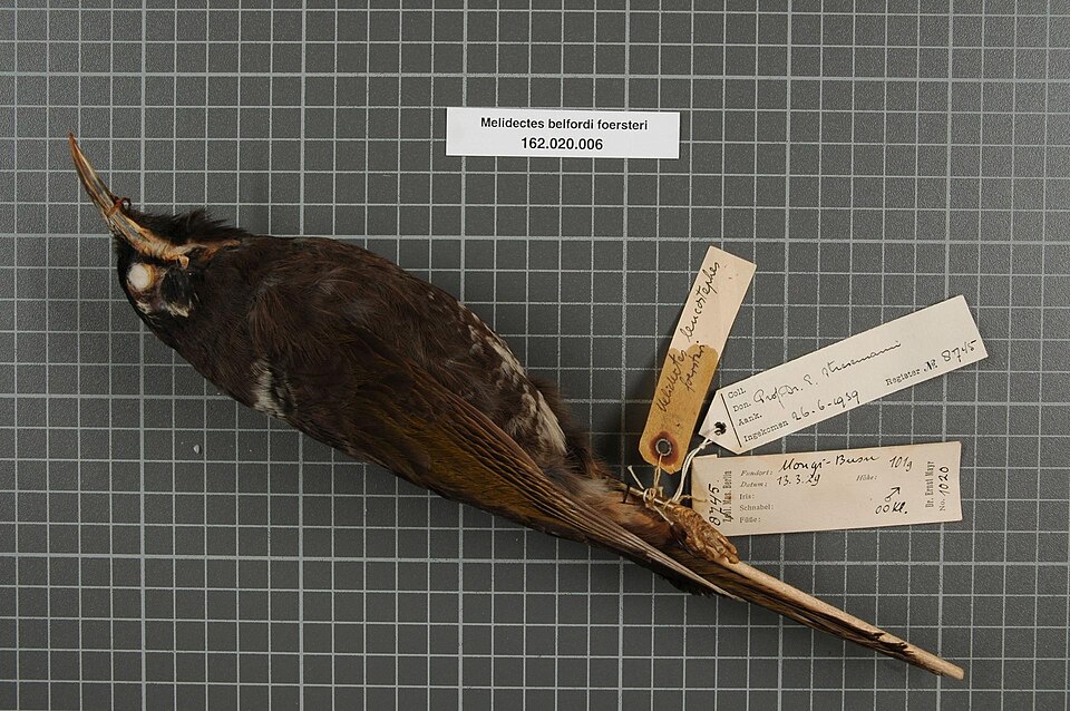 Huon Melidectes