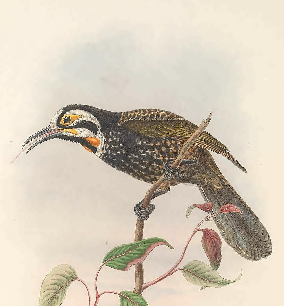 Vogelkop Melidectes
