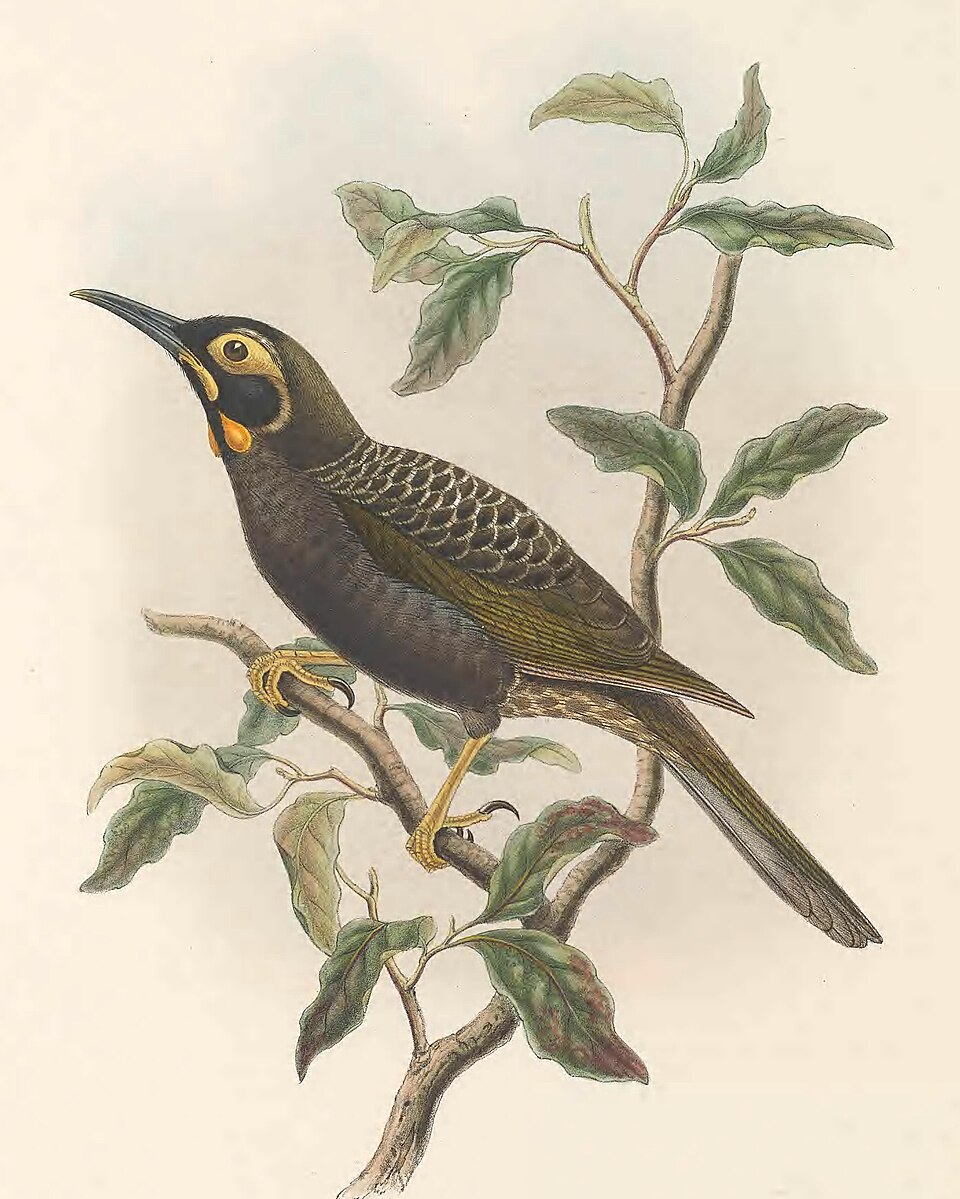 Cinnamon-browed Melidectes