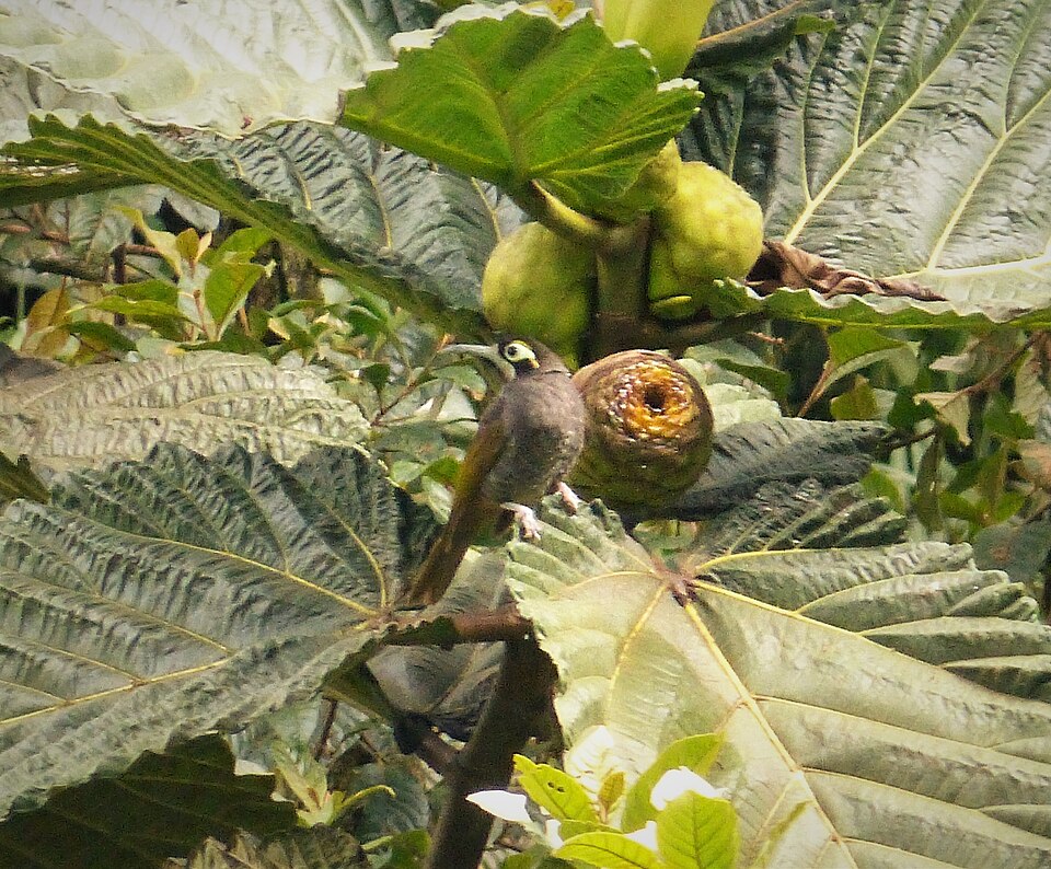 Yellow-browed Melidectes
