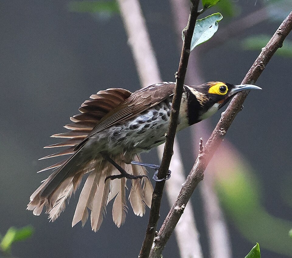 Ornate Melidectes