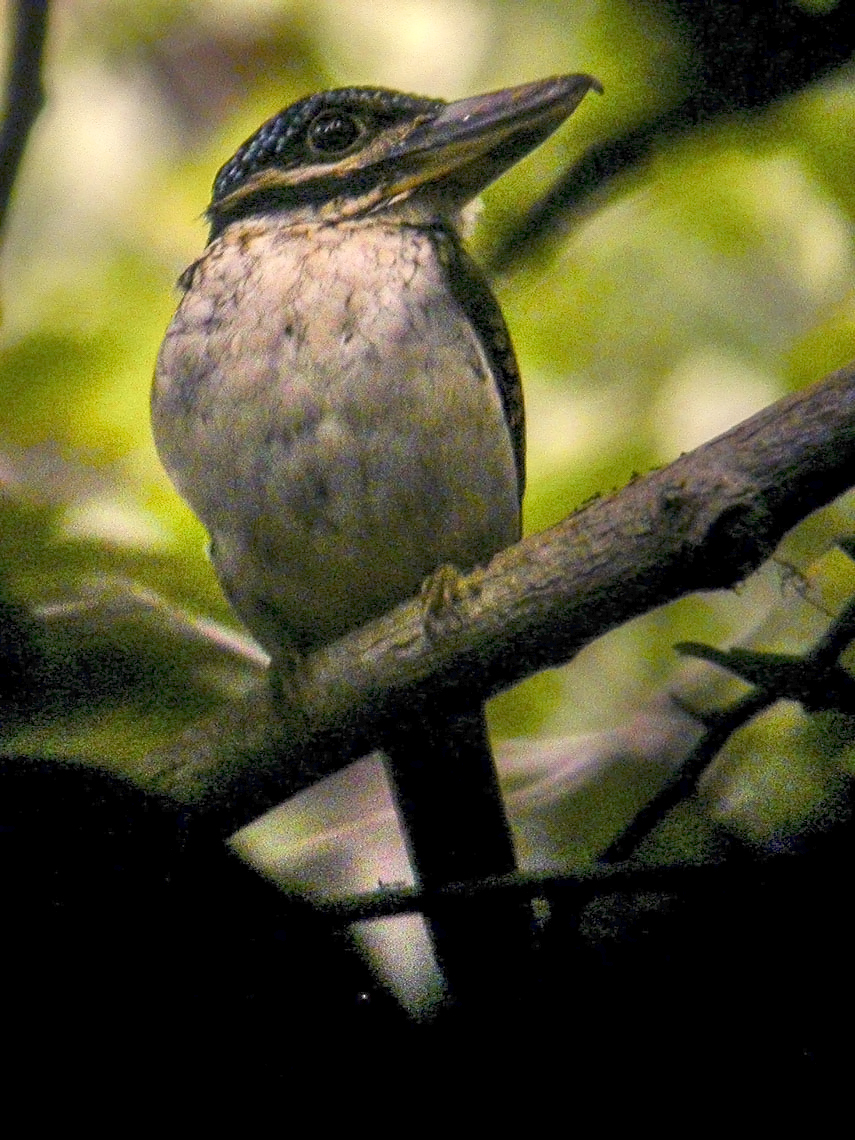 Hook-billed Kingfisher