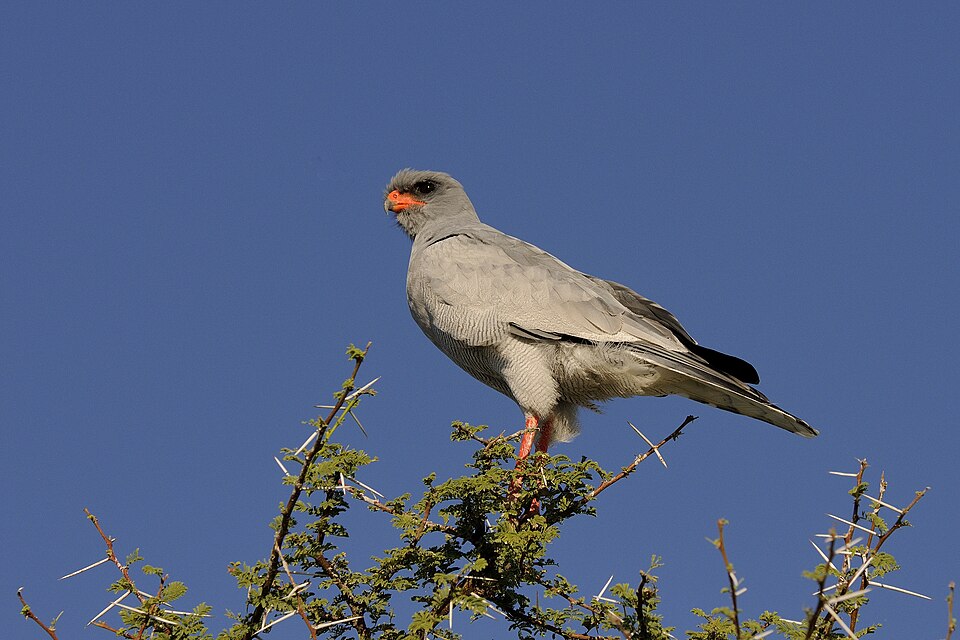 Pale Chanting Goshawk
