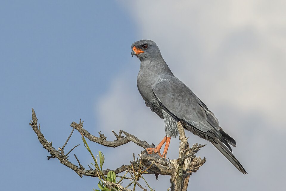 Dark Chanting Goshawk