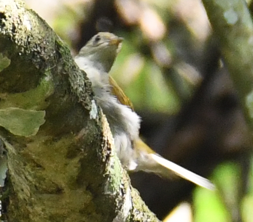 Yellow-footed Honeyguide