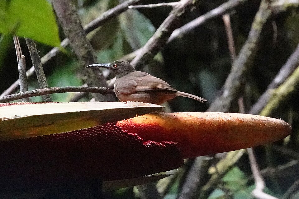 Long-billed Honeyeater