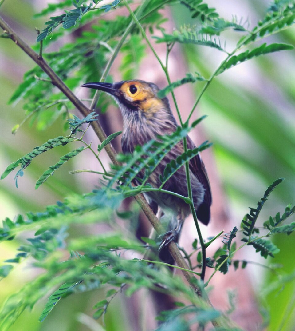 Kadavu Honeyeater