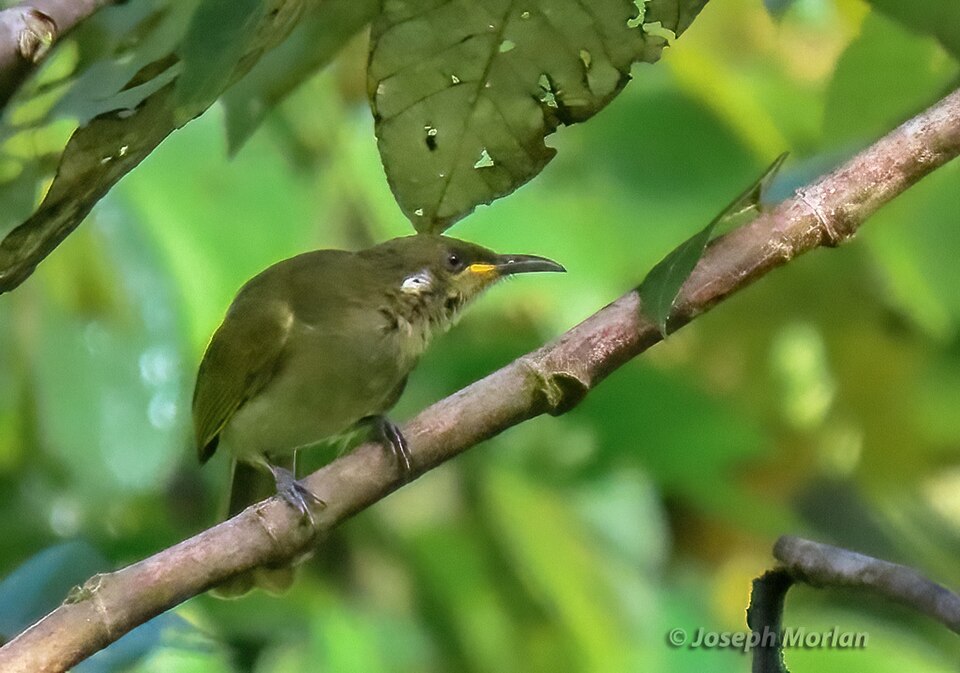 Puff-backed Honeyeater