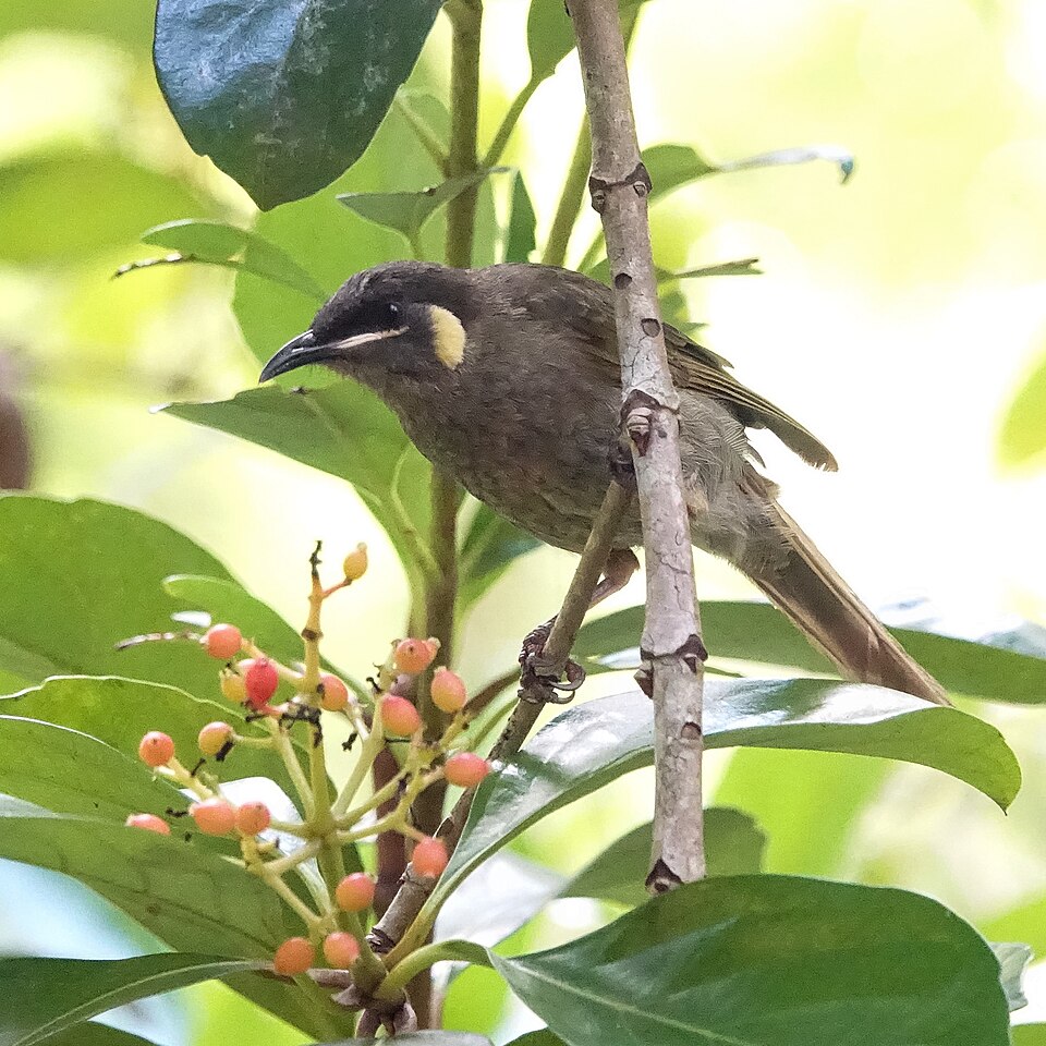 Lewin's Honeyeater