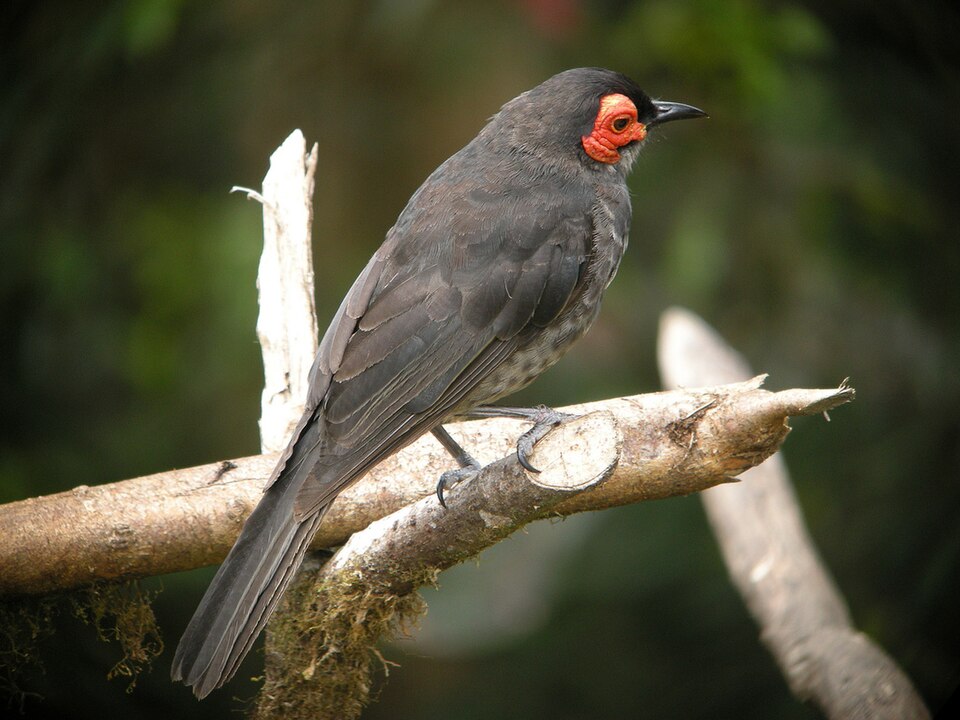 Common Smoky Honeyeater