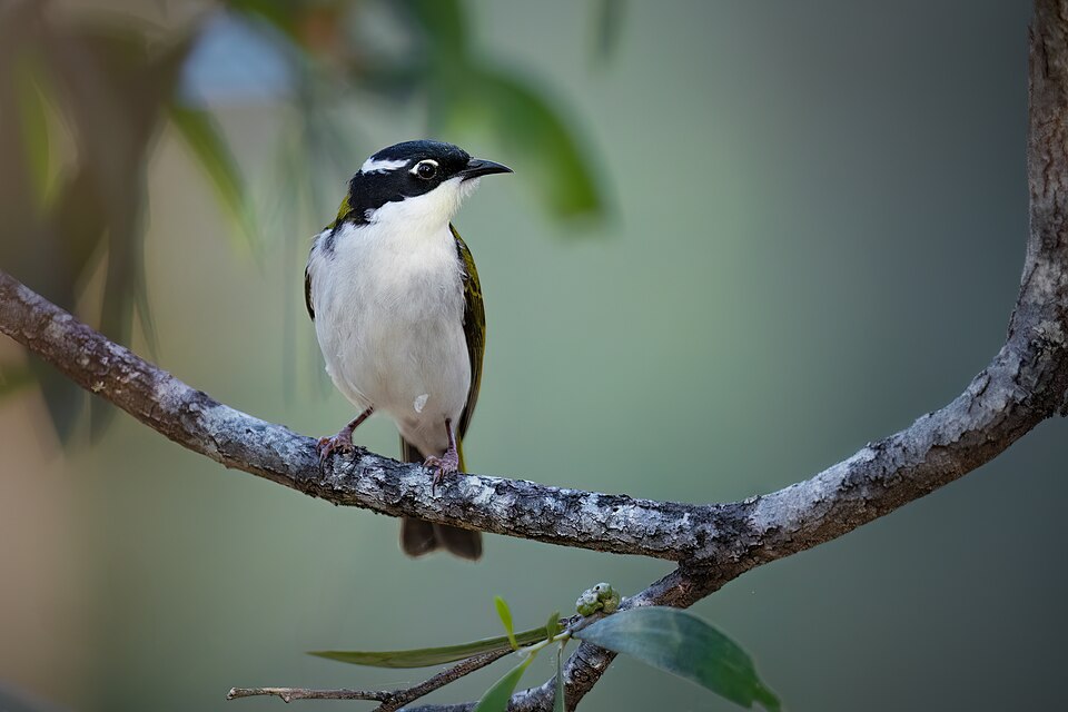 White-throated Honeyeater