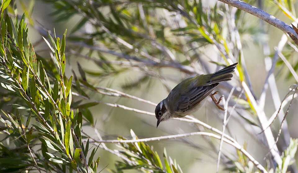 Brown-headed Honeyeater