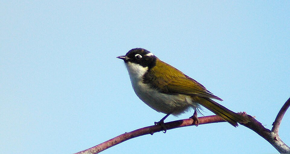 Gilbert's Honeyeater