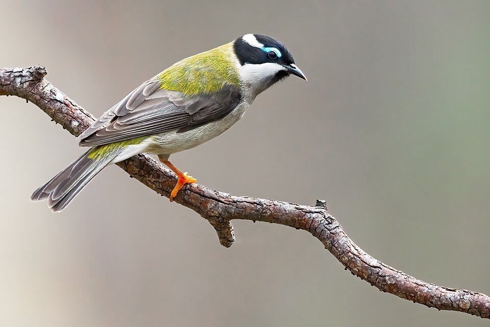 Black-chinned Honeyeater