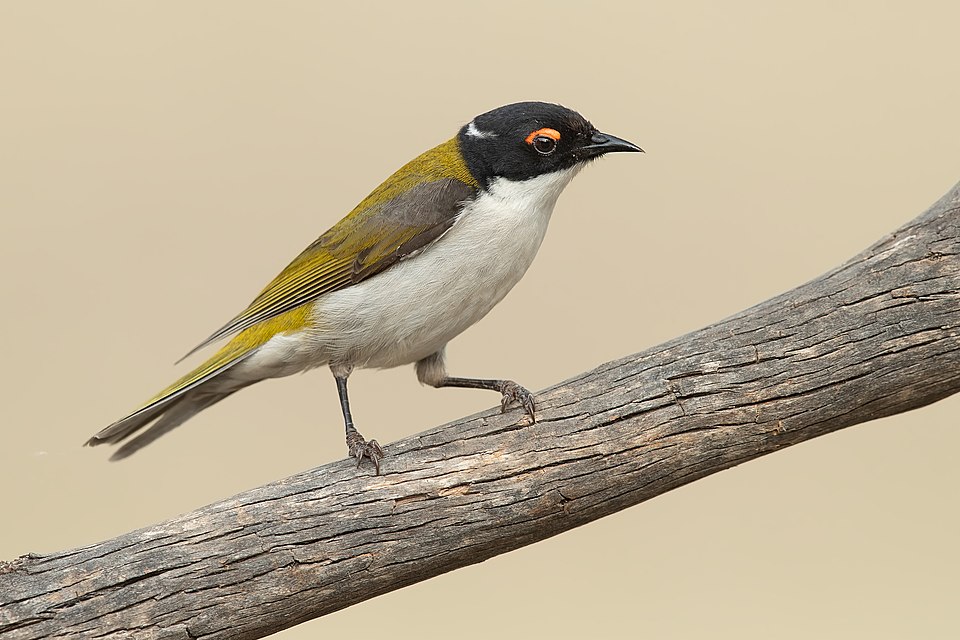 White-naped Honeyeater