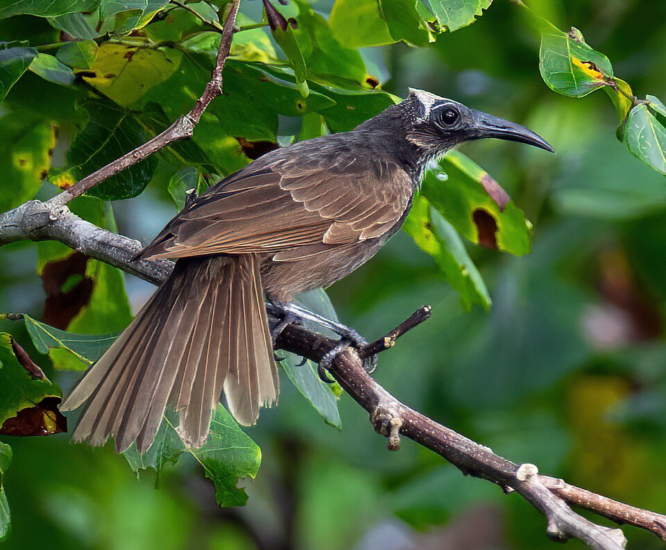White-streaked Friarbird