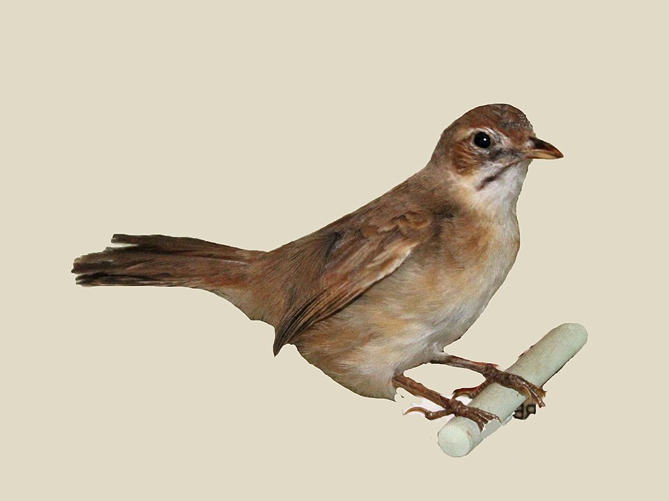 Moustached Grass Warbler