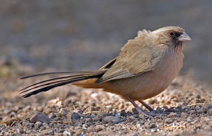 Abert's Towhee
