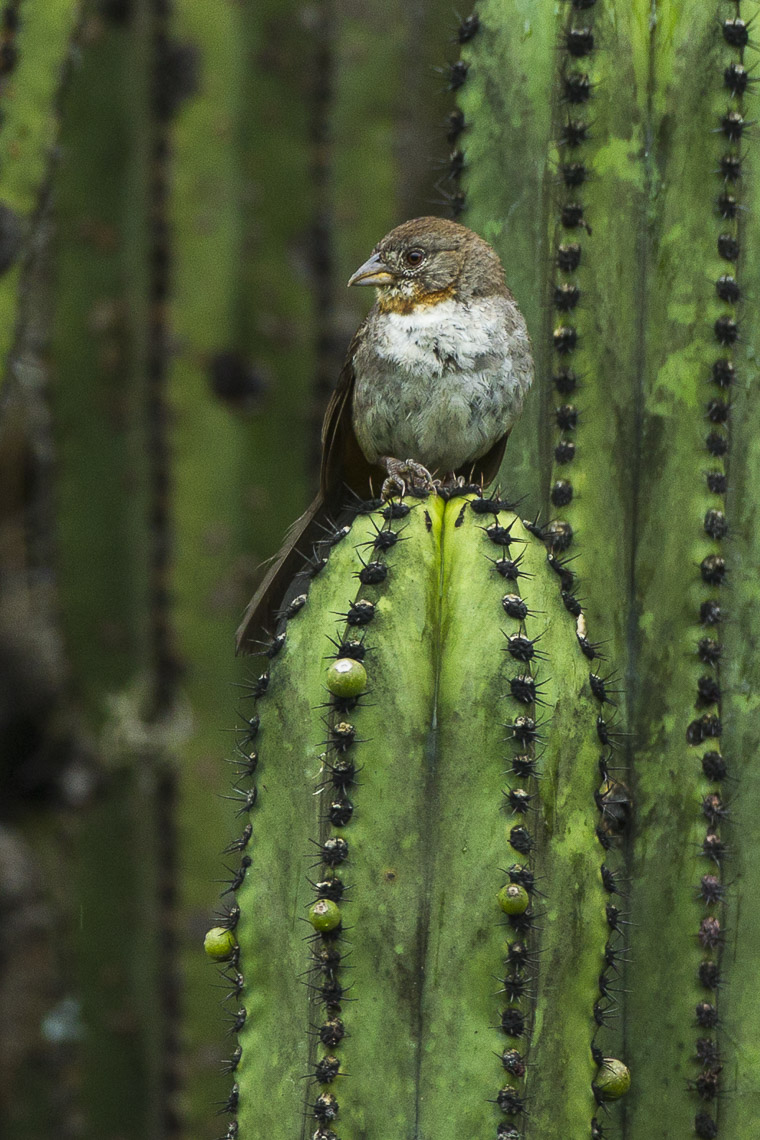 White-throated Towhee