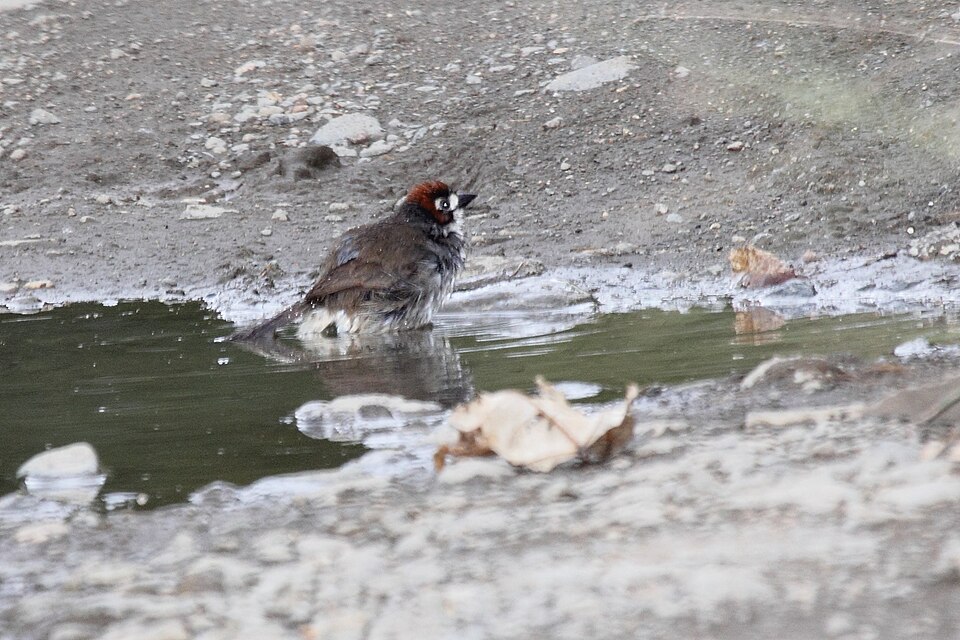 Prevost's Ground Sparrow