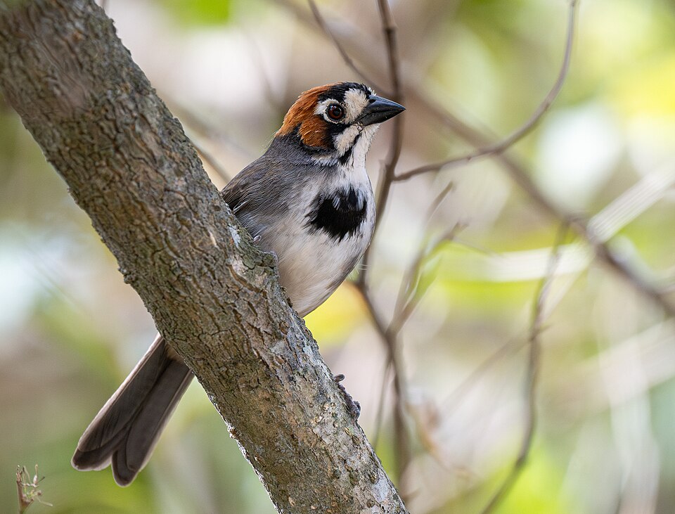 Cabanis's Ground Sparrow
