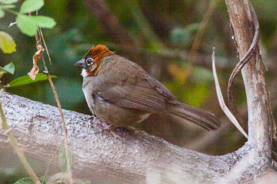 Rusty-crowned Ground Sparrow