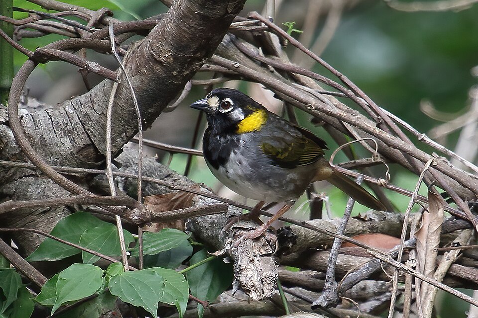 White-eared Ground Sparrow