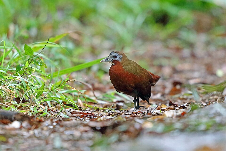 Madagascar Wood Rail