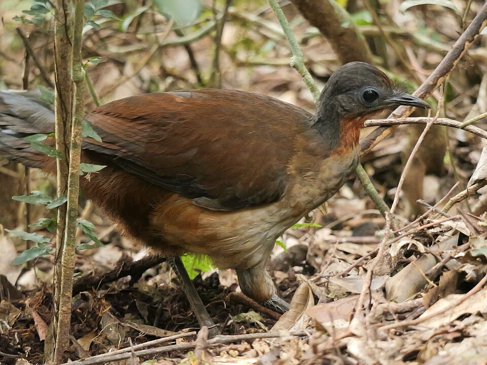 Albert's Lyrebird