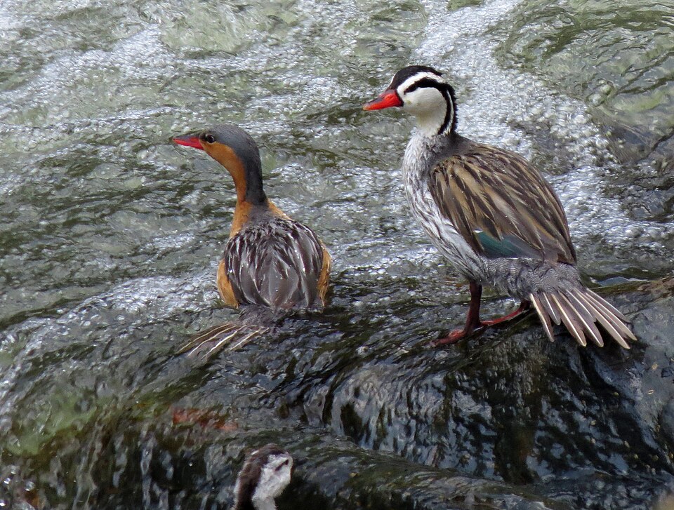 Torrent Duck