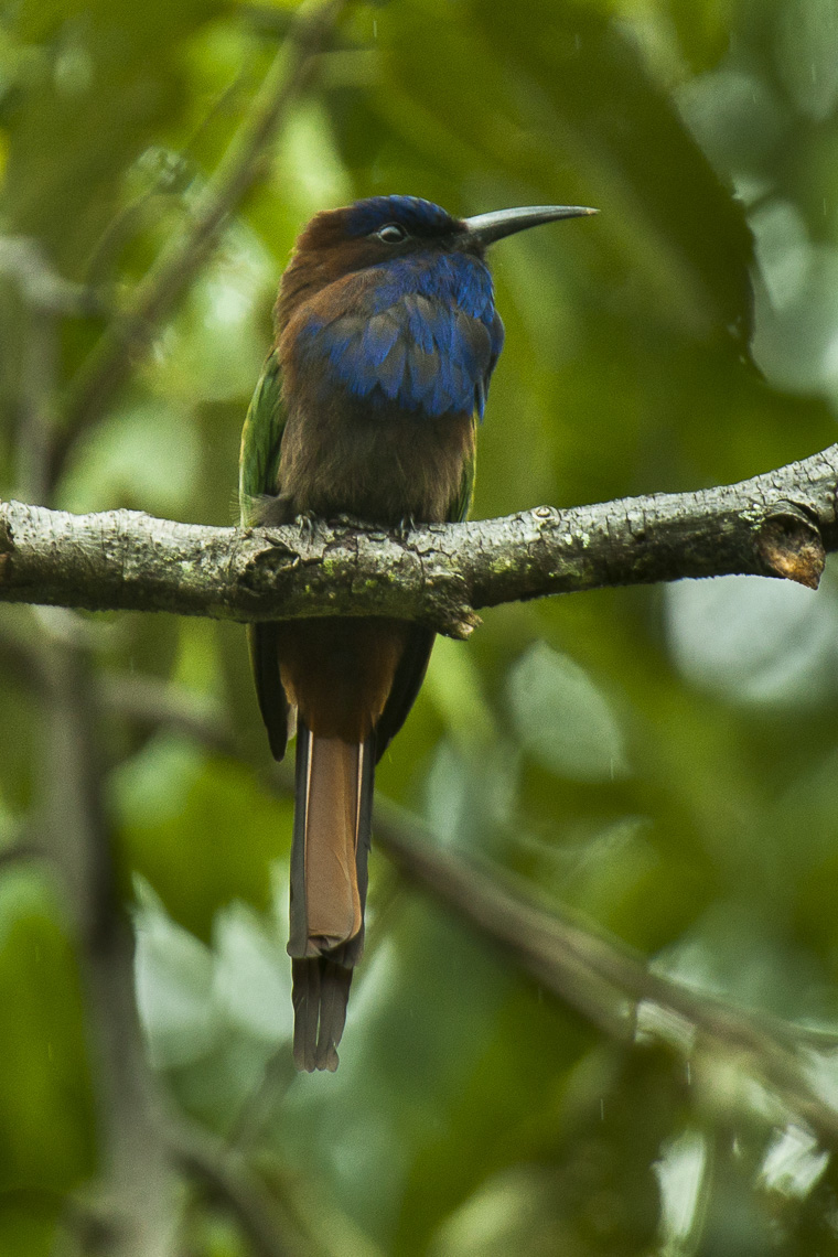 Purple-bearded Bee-eater