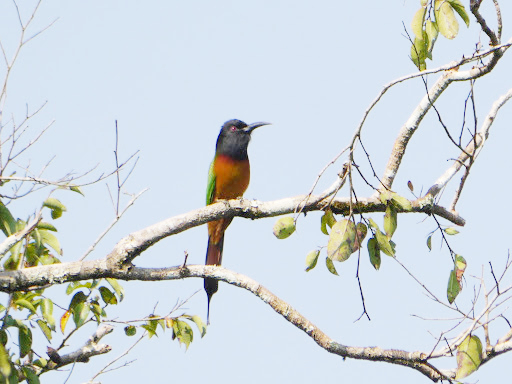 Black-headed Bee-eater