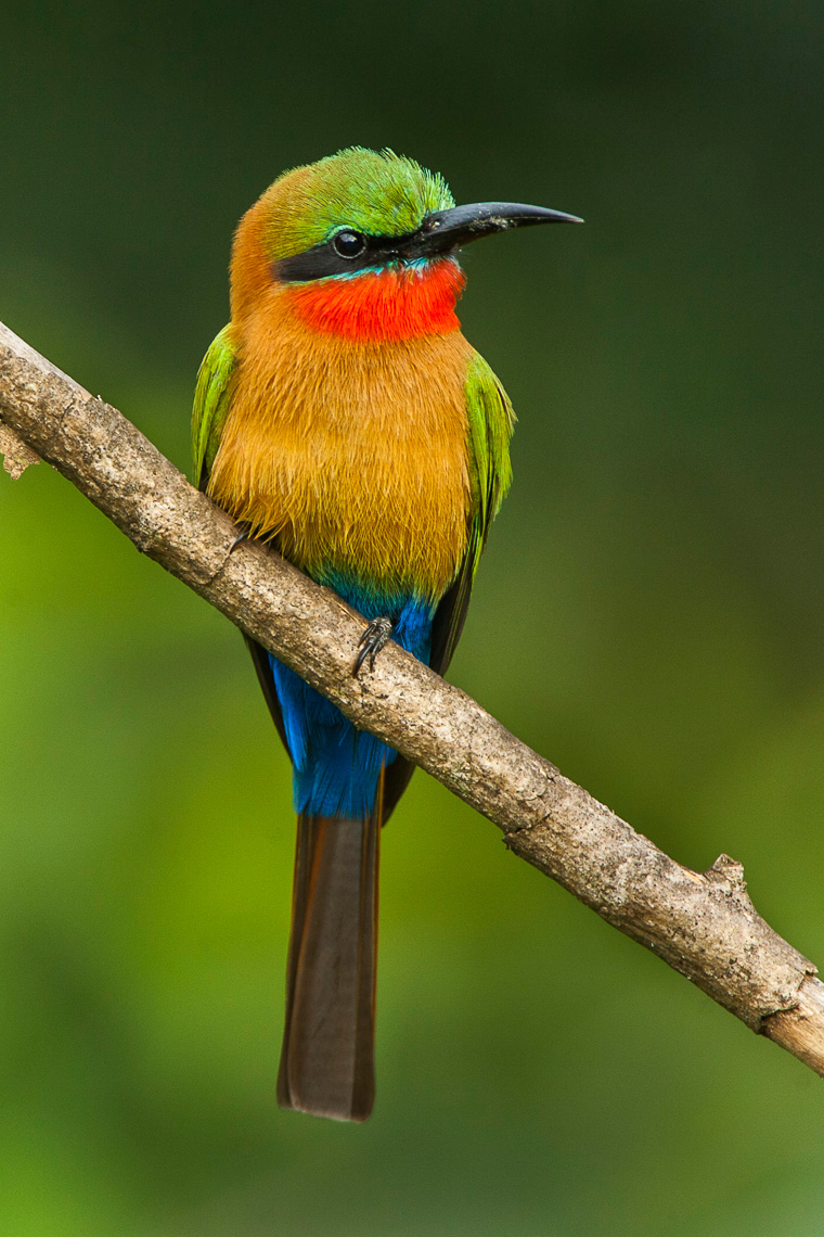 Red-throated Bee-eater