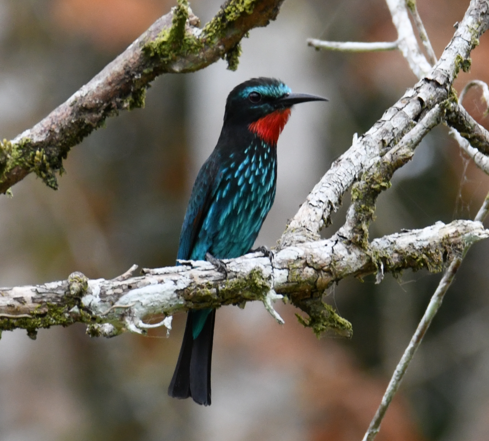 Black Bee-eater
