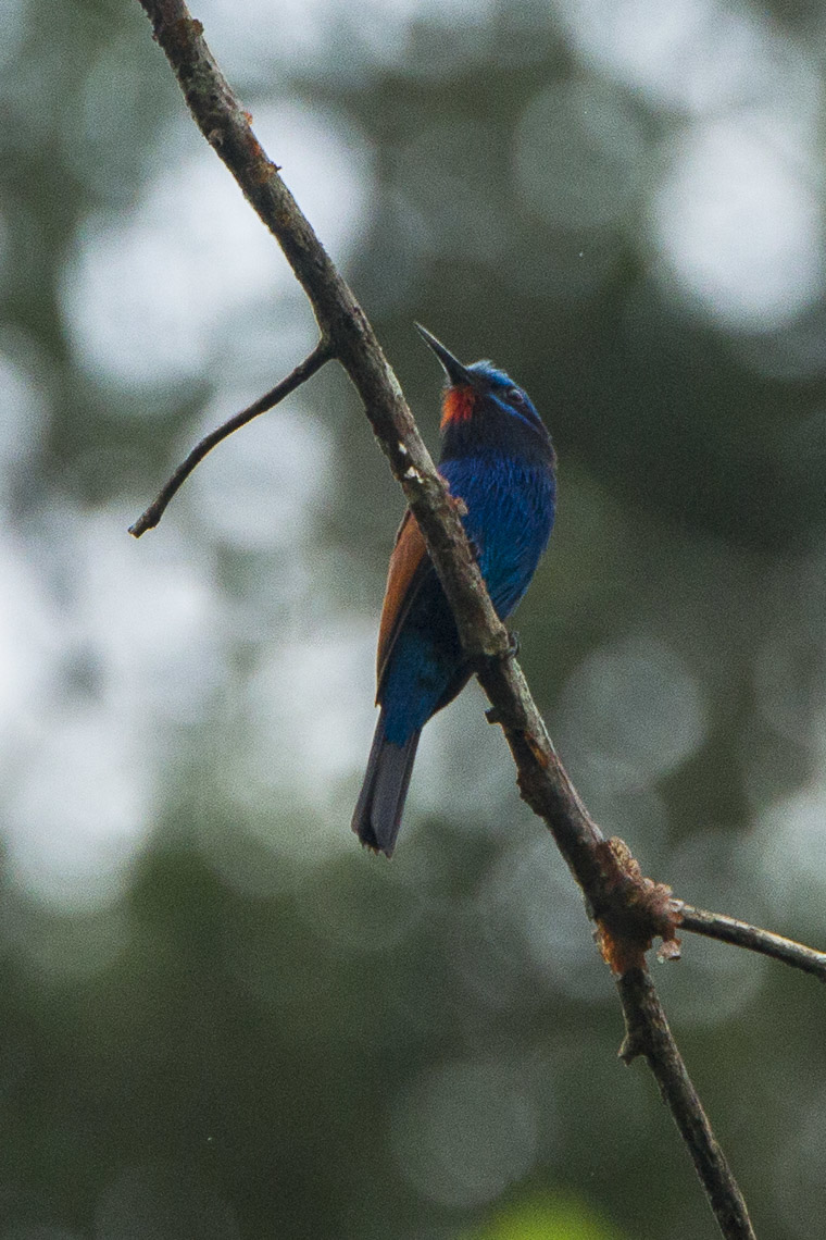 Blue-moustached Bee-eater