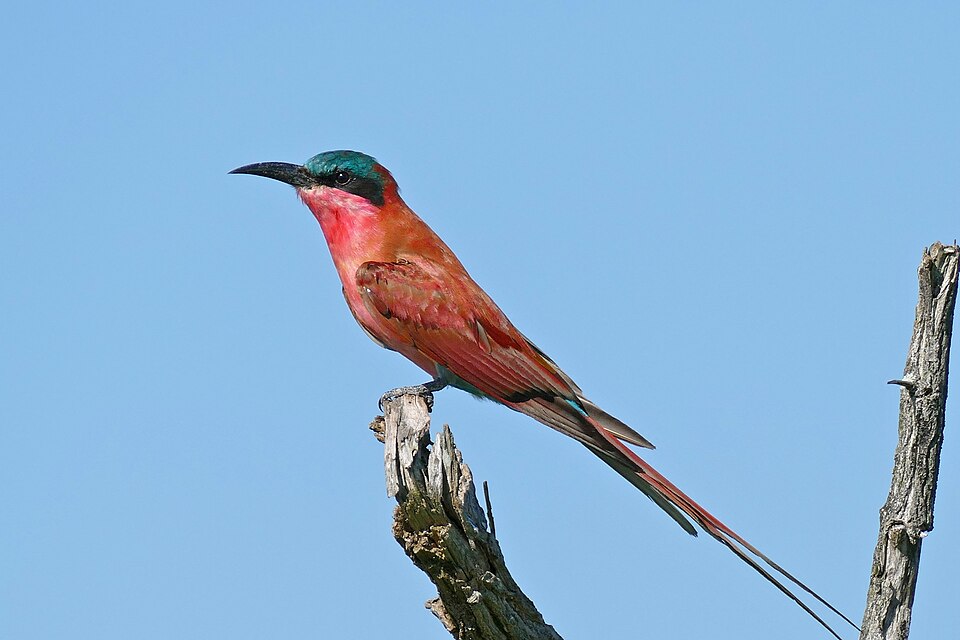 Southern Carmine Bee-eater