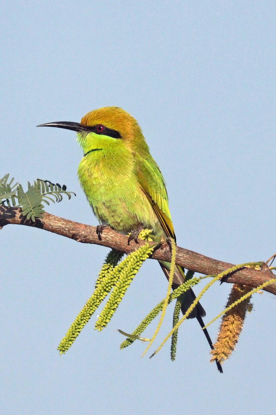 Asian Green Bee-eater