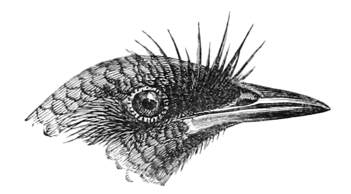 Slaty Bristlefront