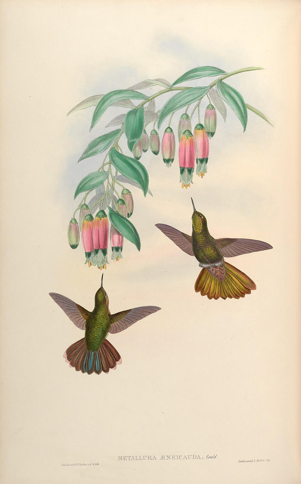Scaled Metaltail