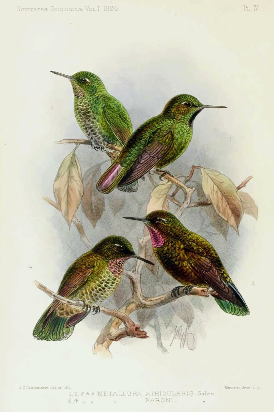 Violet-throated Metaltail