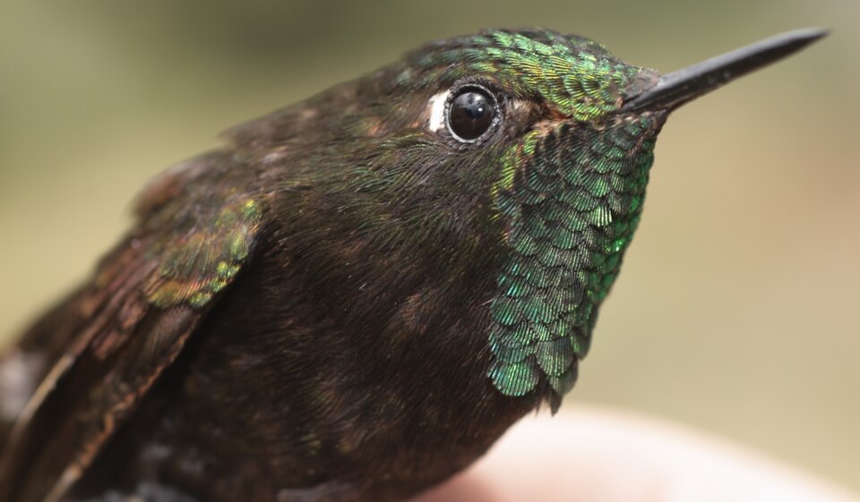 Perija Metaltail