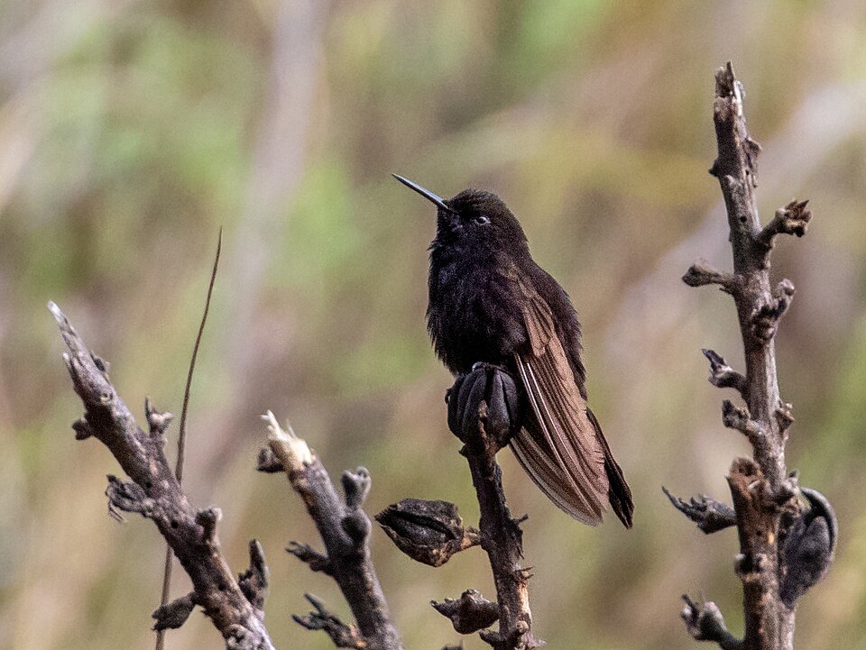 Black Metaltail