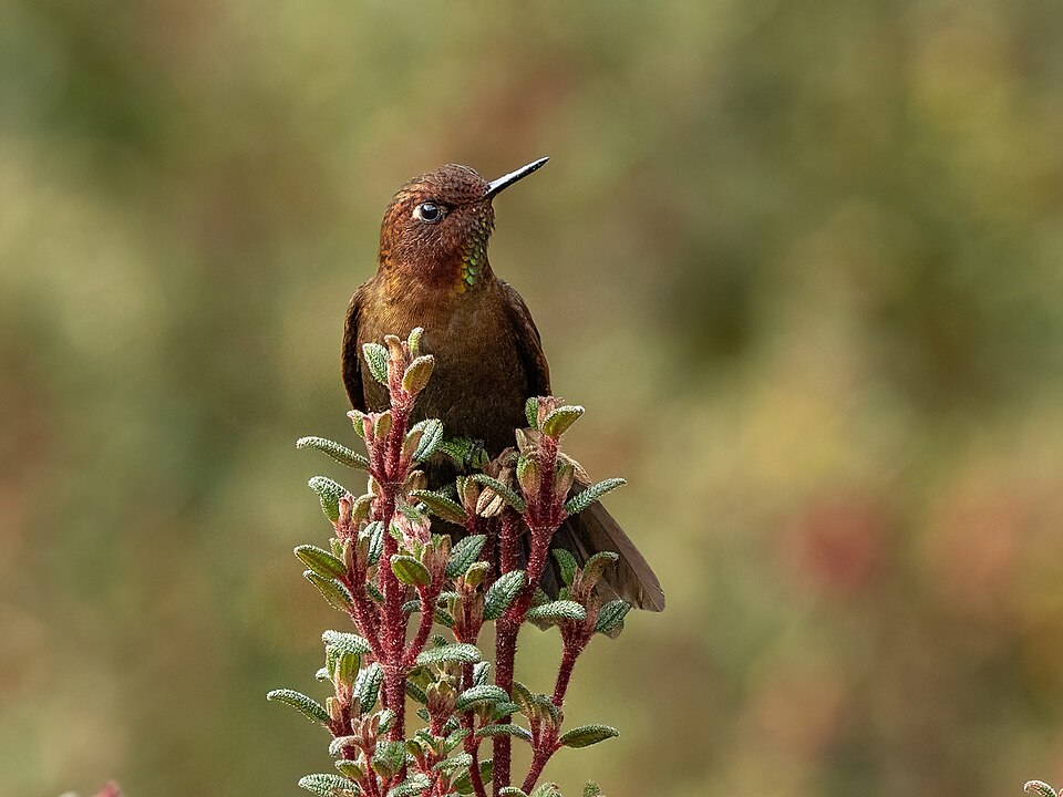 Coppery Metaltail