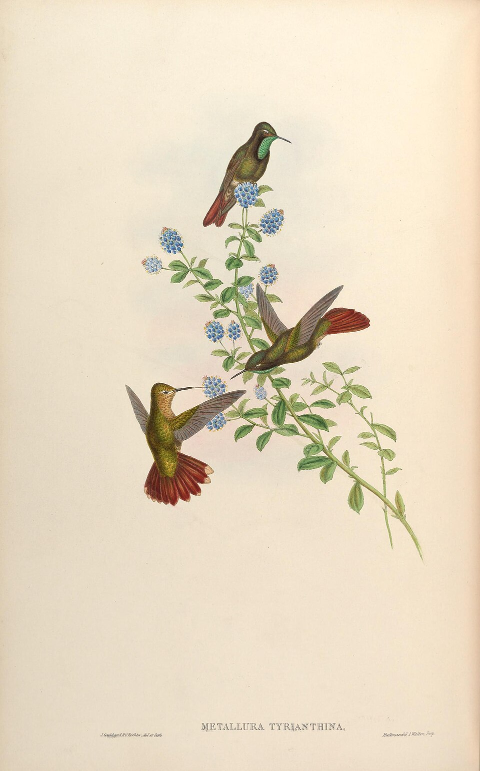 Tyrian Metaltail