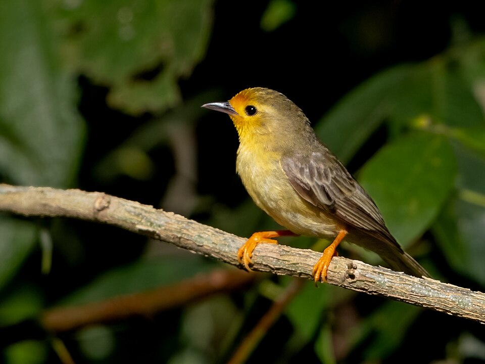 Orange-fronted Plushcrown